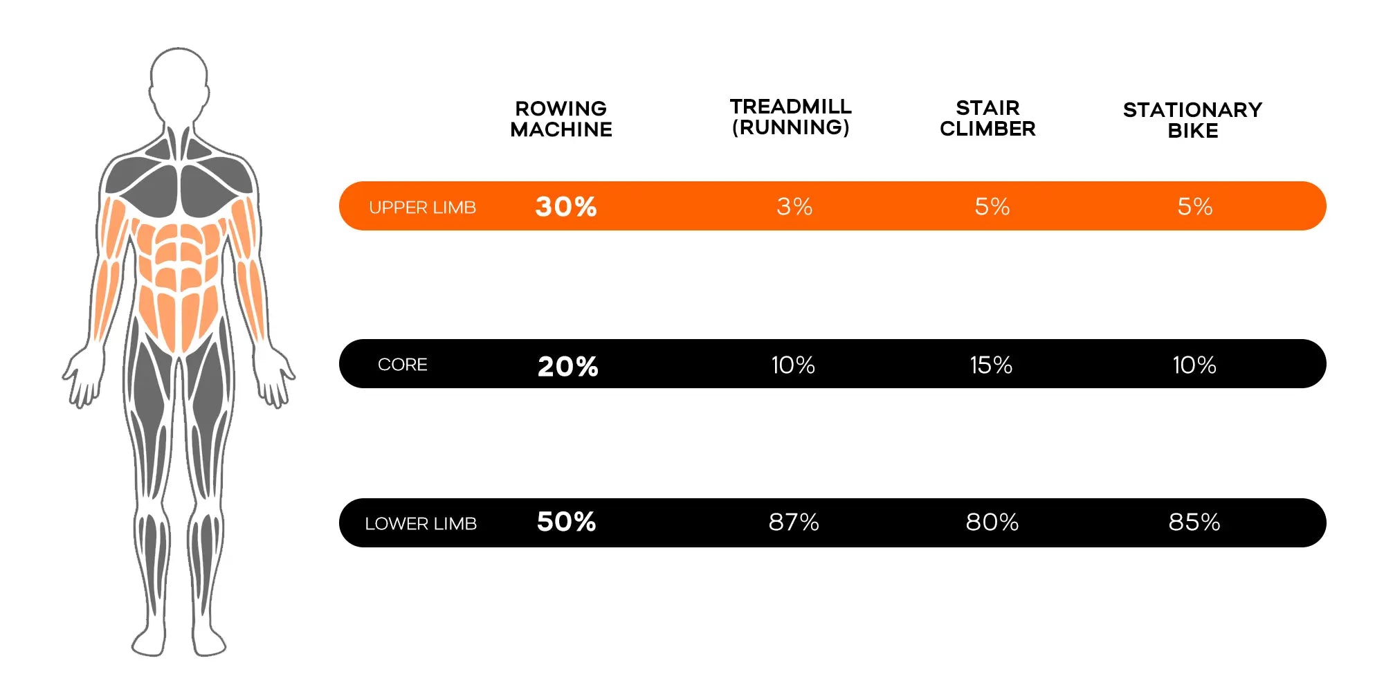 Muscles worked by rowing and other forms of cardio exercises